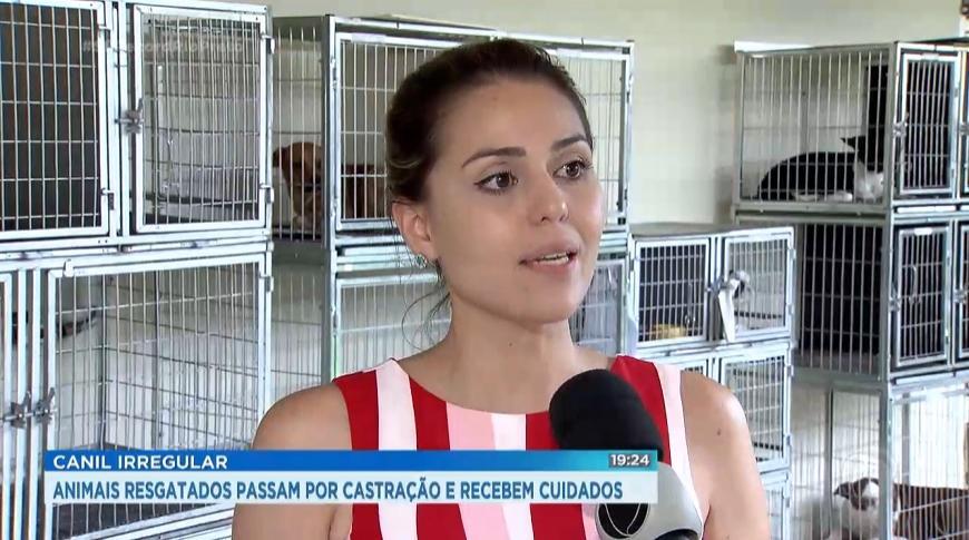 Cães resgatados passam por castração e recebem cuidados