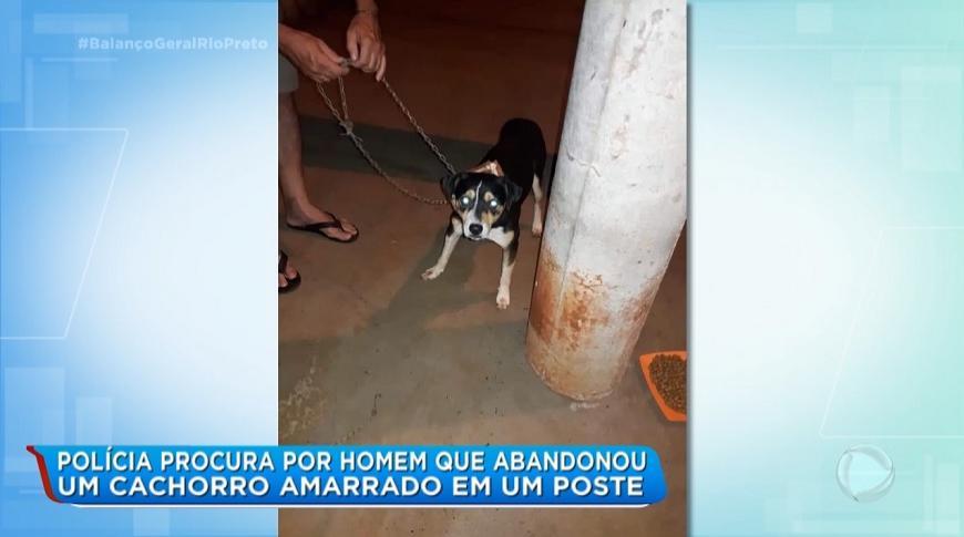 Polícia procura por homem que abandonou cachorro amarrado em poste