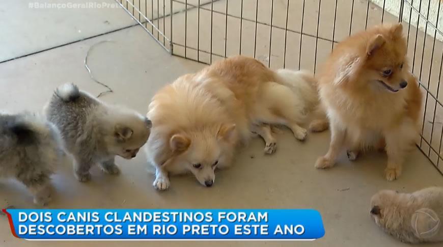 Dois canis clandestinos foram descobertos em Rio Preto este ano