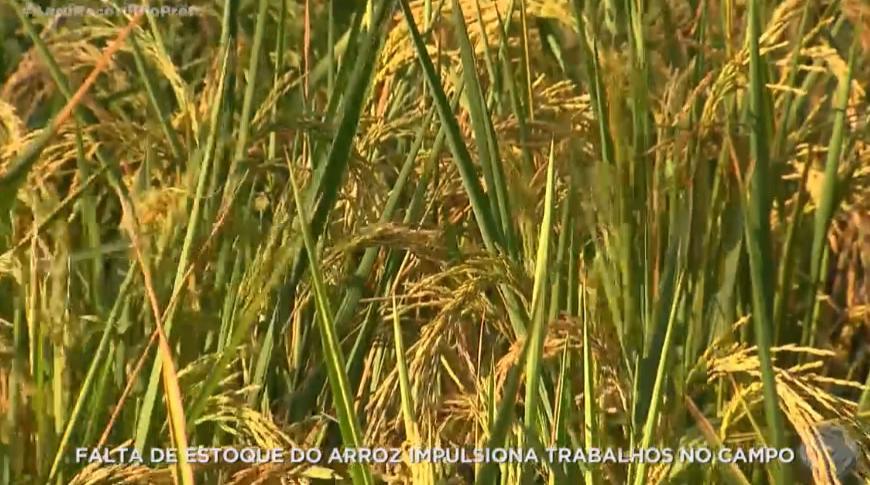 Falta de estoque do arroz impulsiona trabalhos no campo
