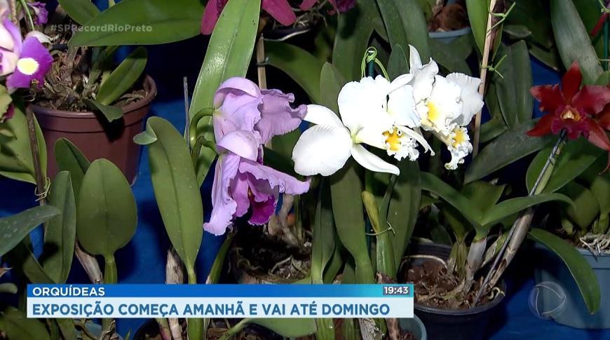 Exposição de orquídeas começa em Rio Preto