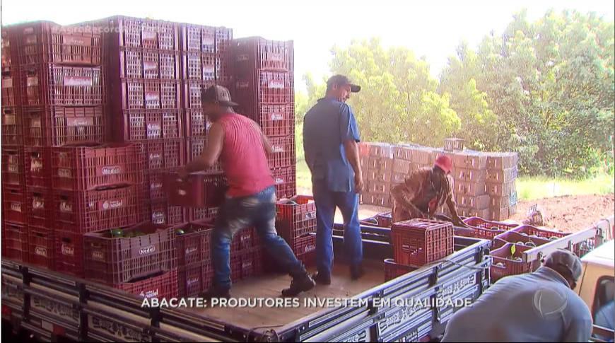 Abacate: produtores investem em qualidade