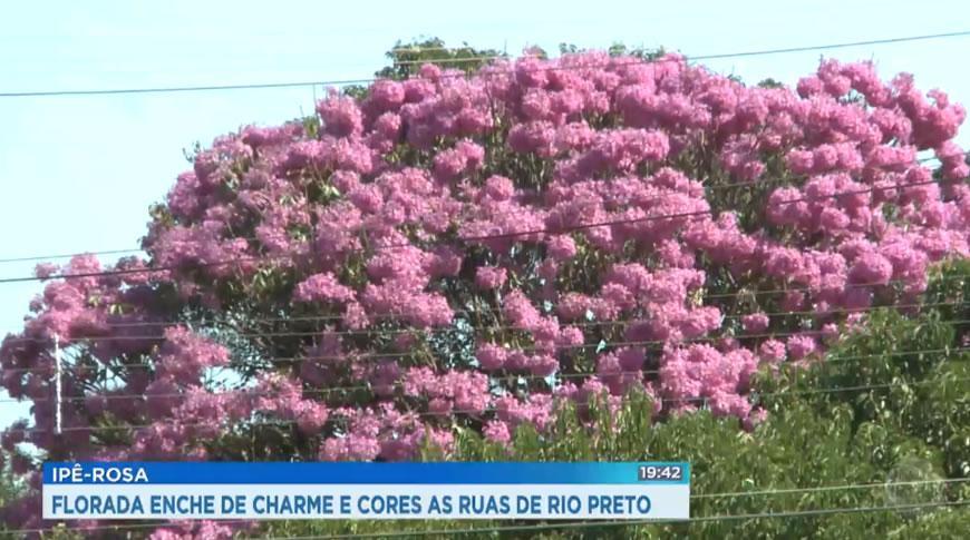 Florada do ipá rosa enche de charme e cores as ruas de Rio Preto