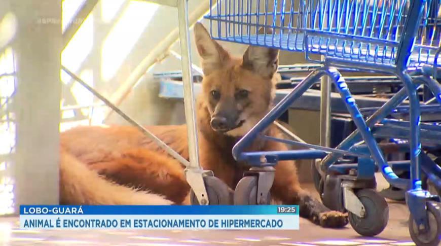 Lobo-guará encontrado em estacionamento de hipermercado de Rio Preto