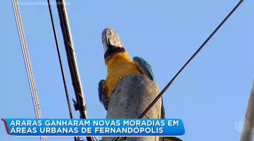 Araras ganharam novas moradias em áreas urbanas de Fernandópolis