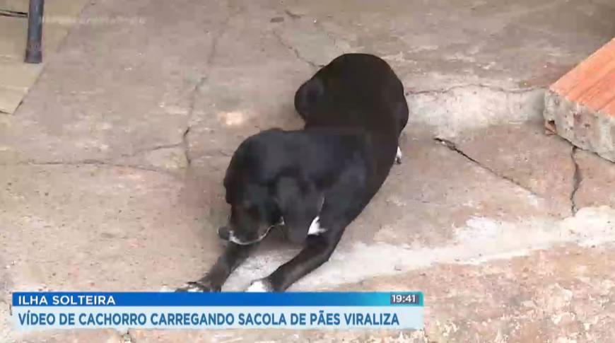 Vídeo de cachorro de Ilha Solteira carregando sacola de pães viraliza na internet