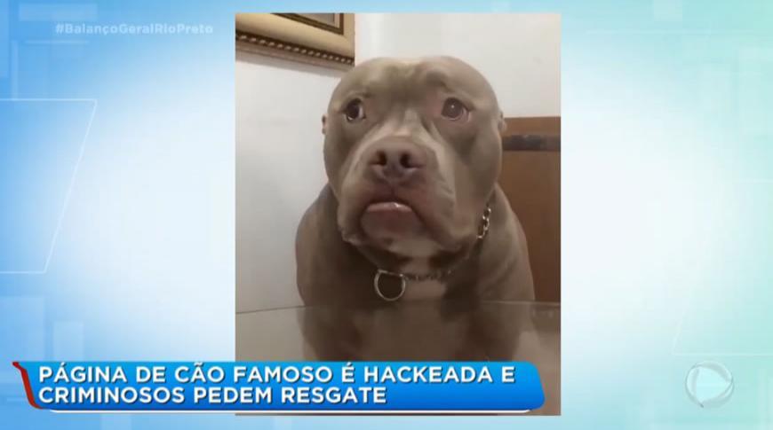 Página de cão famoso de Rio Preto é hackeada e criminosos pedem resgate