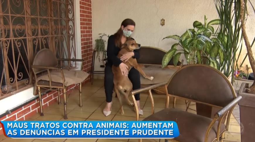 Aumentam as denúncias de maus tratos contra animais em Presidente Prudente.