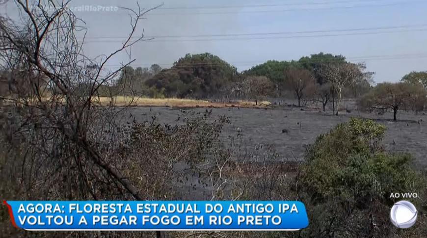 Floresta Estadual do antigo IPA volta a pegar fogo em Rio Preto