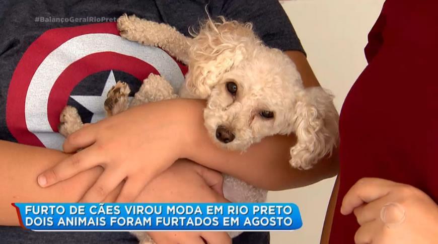 Furto de cães virou moda em Rio Preto