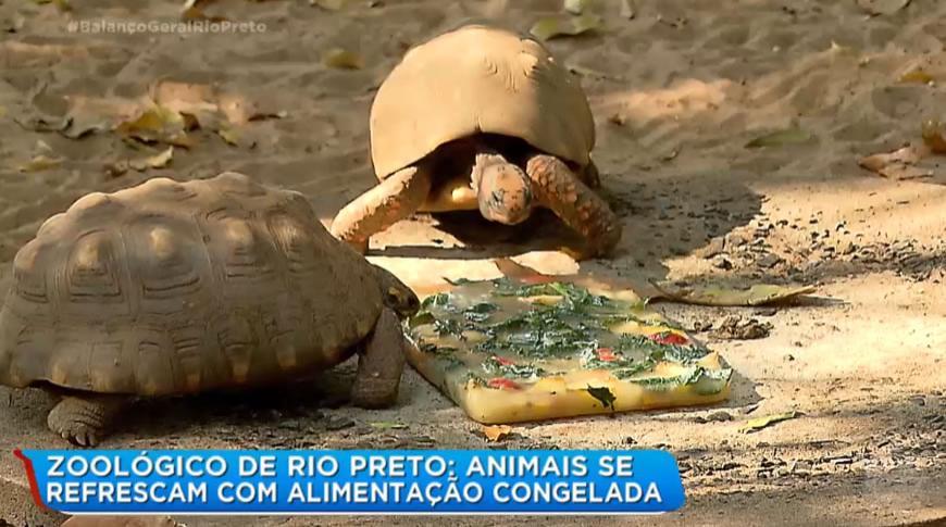 Animais do Zoológico de Rio Preto  se refrescam com alimentação congelada que até parece sorvete