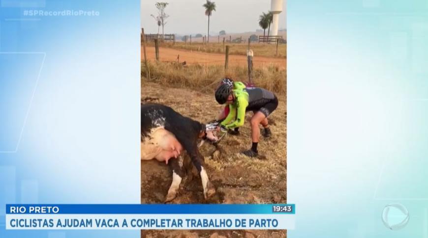 Ciclistas ajudam vaca a completar trabalho de parto em Rio Preto