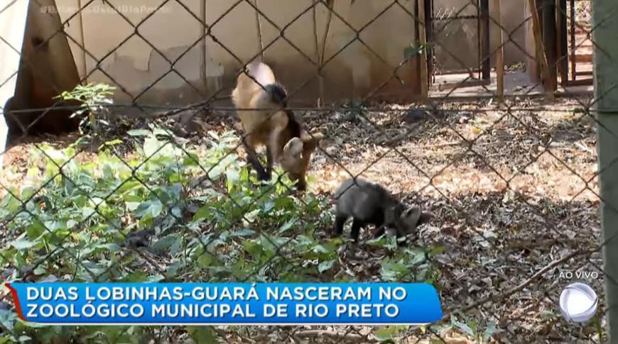 Duas lobas-guará nasceram no Zoológico Municipal de Rio Preto