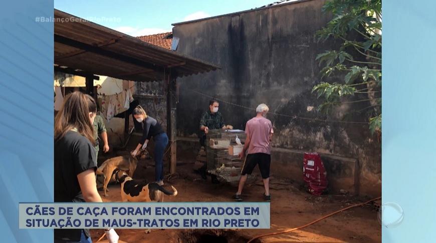 Cães de caça encontrados em situação de maus-tratos em Rio Preto