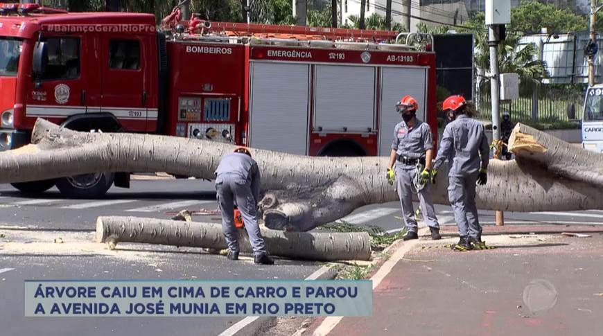 Árvore cai em cima de carro em avenida movimentada de Rio Preto