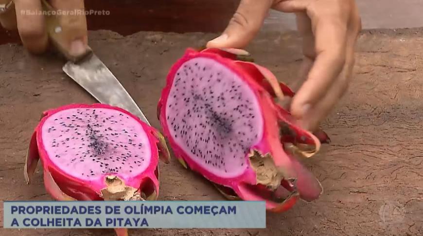 Propriedades de Olímpia começam a colheita da Pitaya
