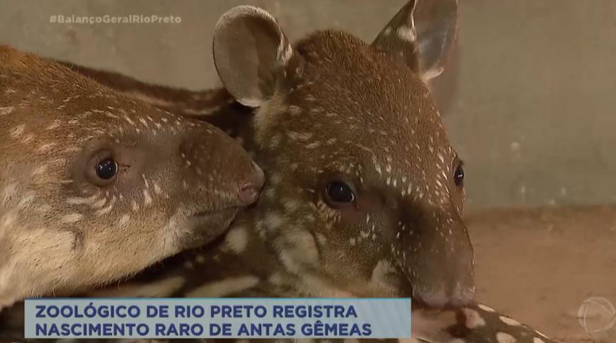 Zoológico de Rio Preto registra nascimento raro de antas gêmeas