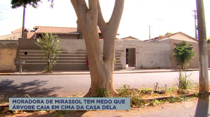 Moradora de Mirassol teme que árvore caia em cima da casa dela