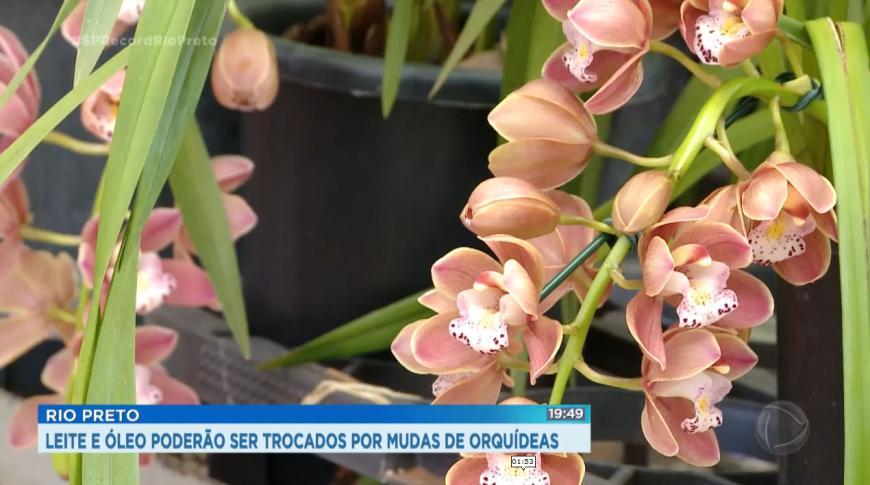 Leite e óleo poderão ser trocados por mudas de orquídeas