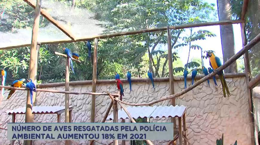 Número de aves resgatadas pela Polícia Ambiental aumentou 18% em 2021