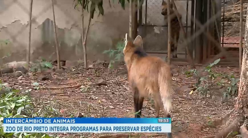 Zoológico  de Rio Preto integra programas para preservar espécies
