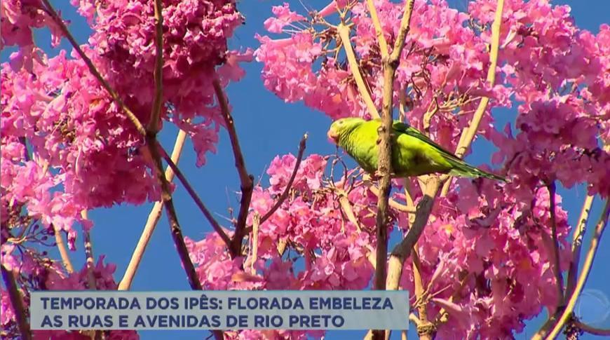 Florada dos ipês embeleza as ruas e avenidas de Rio Preto