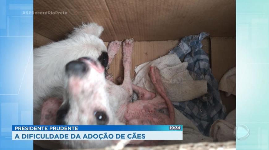 Dificuldade da adoção de cães abandonados em Prudente
