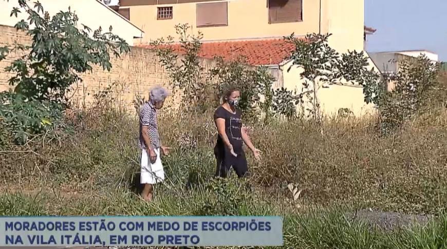 Moradores estão com medo de escorpiões na Vila Itália, em Rio Preto