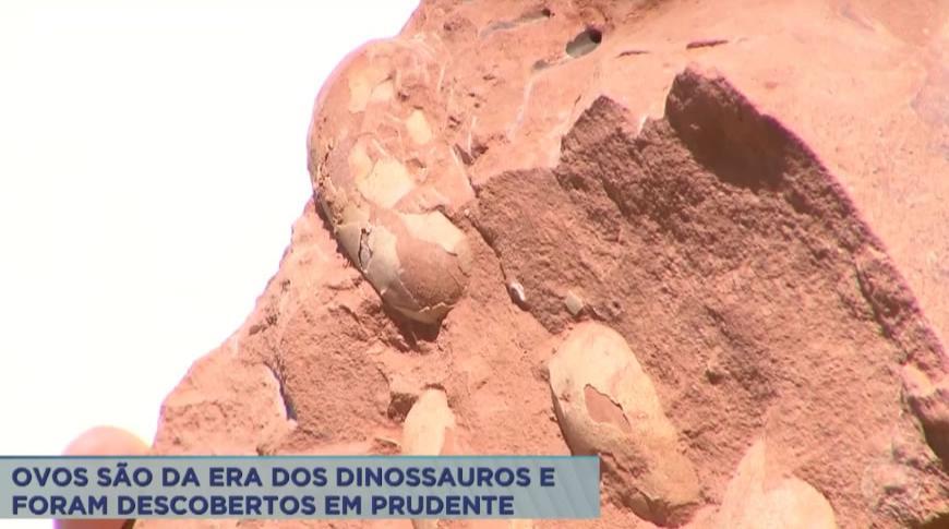 Descobertos em Prudente ovos de crocodilos da "Era dos Dinossauros"