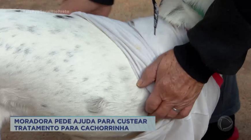 Moradora  de Rio Preto  pede ajuda para custear tratamento da cachorrinha