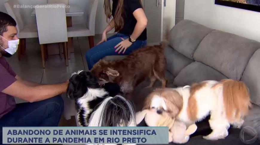 Aumentam casos de abandono de animais durante a pandemia em Rio Preto