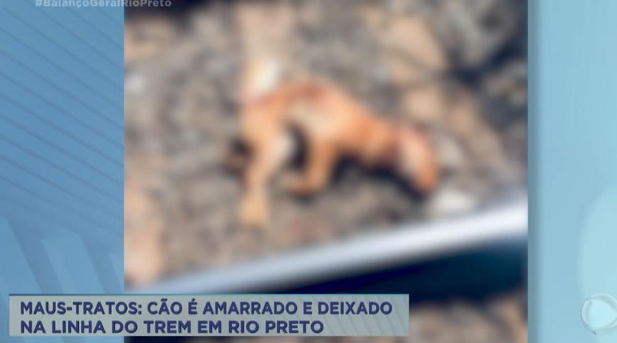 Maus-tratos: Cão é amarrado e deixado para morrer na linha do trem em Rio Preto