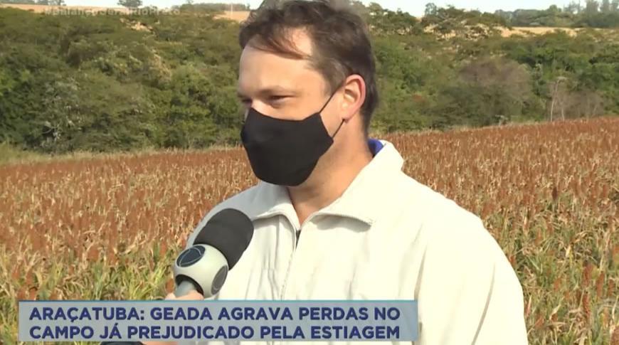 Araçatuba: Geada agrava perdas no campo já prejudicado pela estiagem