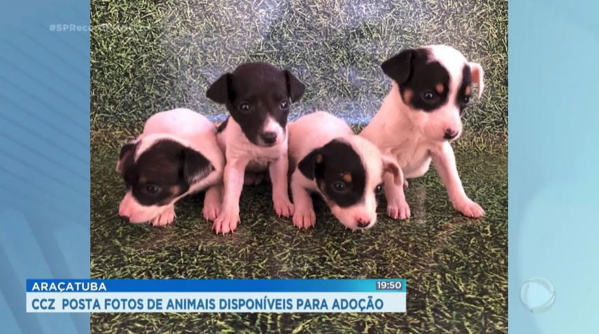 CCZ de Araçatuba  posta fotos de animais disponíveis para adoção