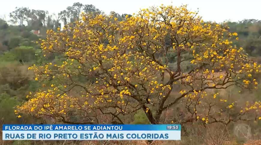 Tempo seco antecipou a florada dos ipês amarelos, em Rio Preto.