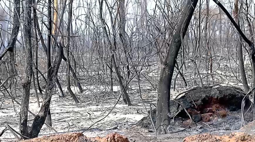Grande incêndio em Ibirá  destruiu 3 mil hectares de áreas de mata e pastagens