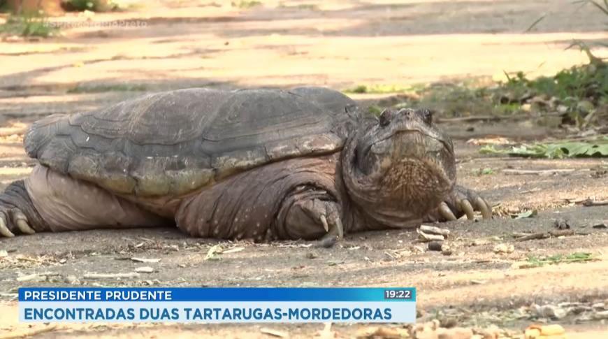 Tartarugas mordedoras são encontradas em Prudente