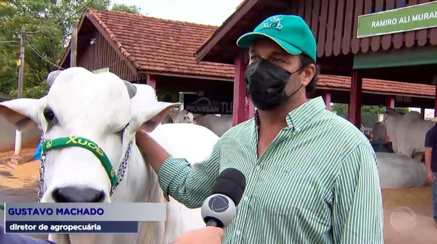 Expo Rio Preto destaca gado nelore