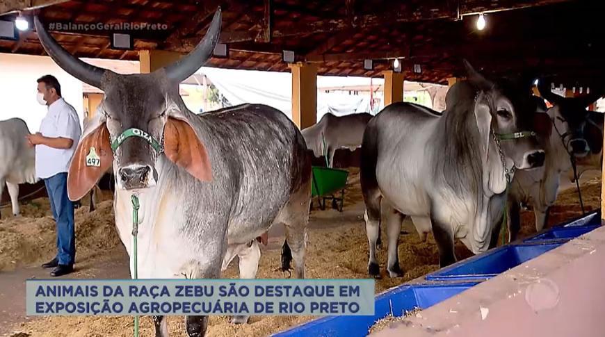 Animais da raça Zebu são destaque em exposição agropecuária de Rio Preto
