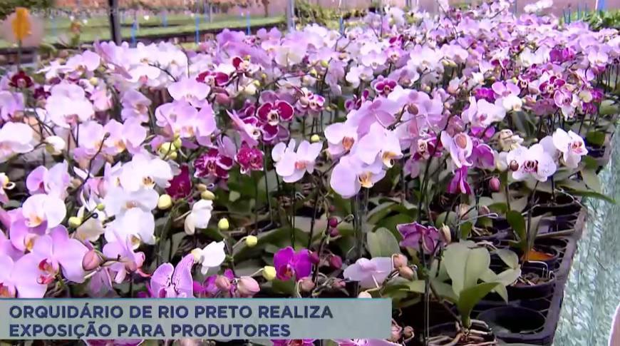 Orquidário de Rio Preto realiza exposição para produtores