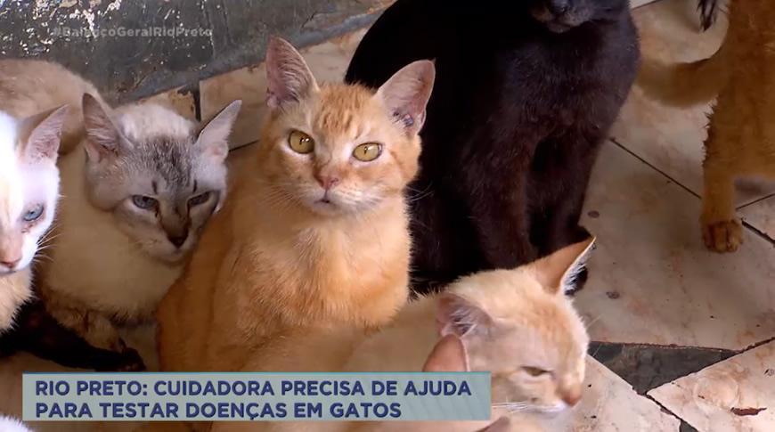 Cuidadora de Rio Preto precisa de ajuda para testar doenças em gatos