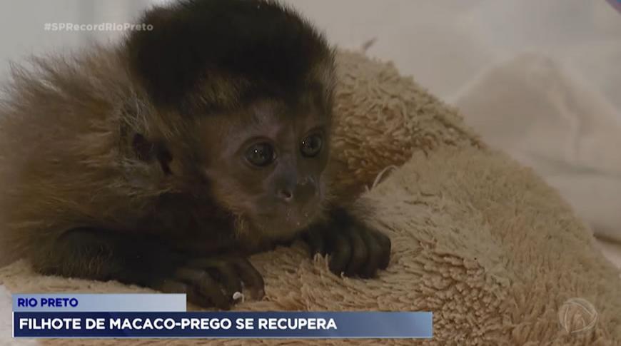 Filhote de macaco-prego resgatado em Rio Preto se recupera no Zoo da cidade