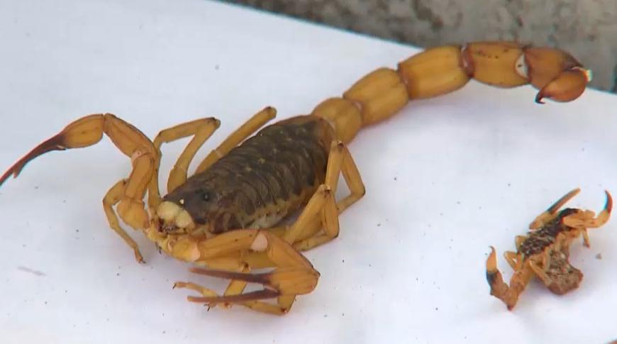Infestação de escorpiões preocupa moradores de Rio Preto
