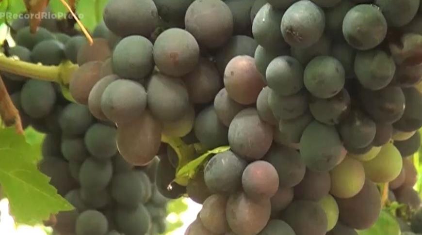 Turismo rural em Araçatuba faz da uva a grande atração