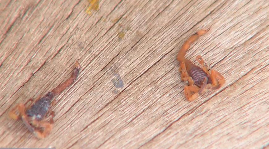 Tempo quente e úmido favorece aparecimento de escorpiões e assusta moradores de Rio Preto e Mirassol