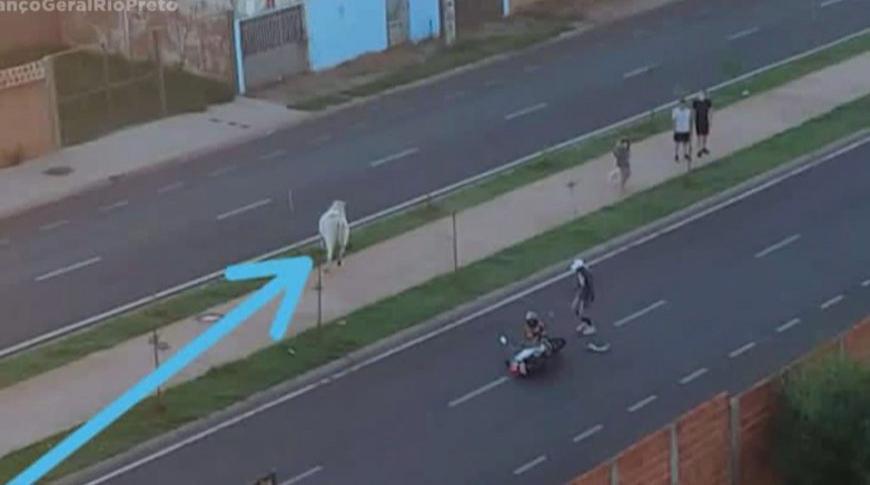 Flagrou tá na Record: Vacas circulam em avenida de Araçatuba