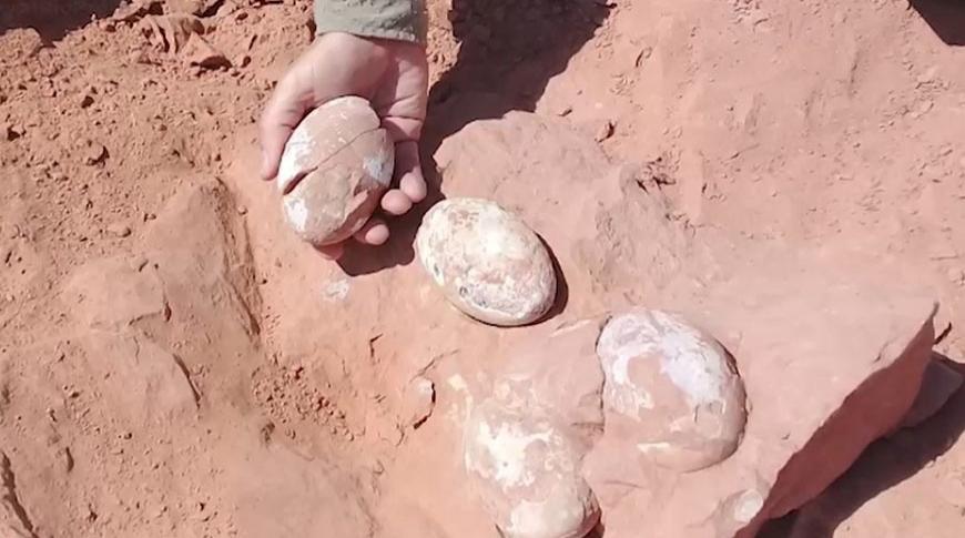Ovos fossilizados de dinossauros são encontrados em Prudente
