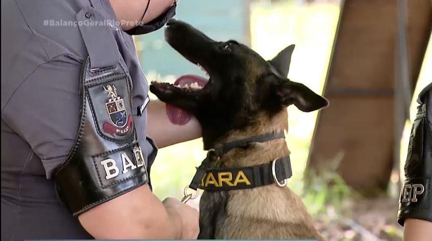 Processo de adestramento de um cão da Polícia Militar