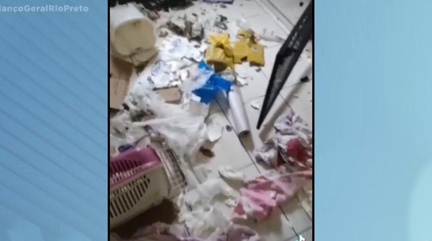 Cão de Novo Horizonte  destrói clínica veterinária após castração