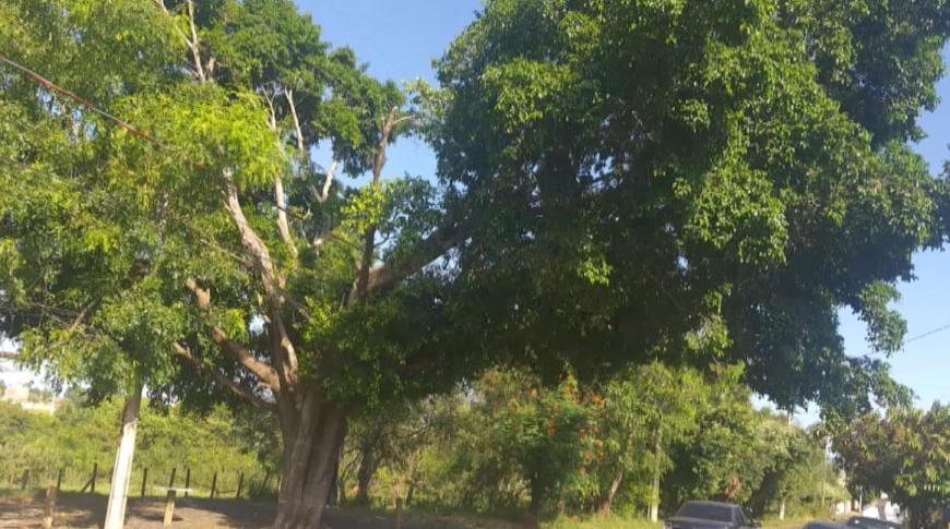 Flagrou tá na Record : Moradores reclamam de árvore no Nato Vetorasso em Rio Preto